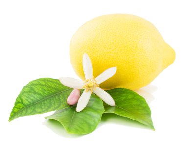 Lemon and flower clipart