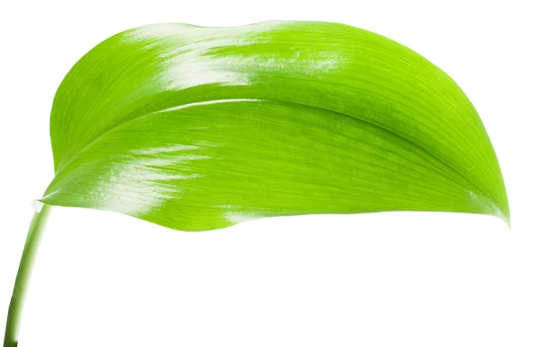 Foglia verde — Foto Stock