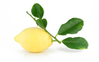 Yapraklı bir dalda limon.
