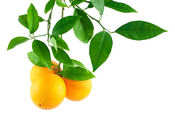 Sinaasappelen op een tak met bladeren — Stockfoto