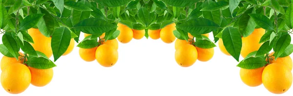 Oranges on a tree — Stock Photo, Image