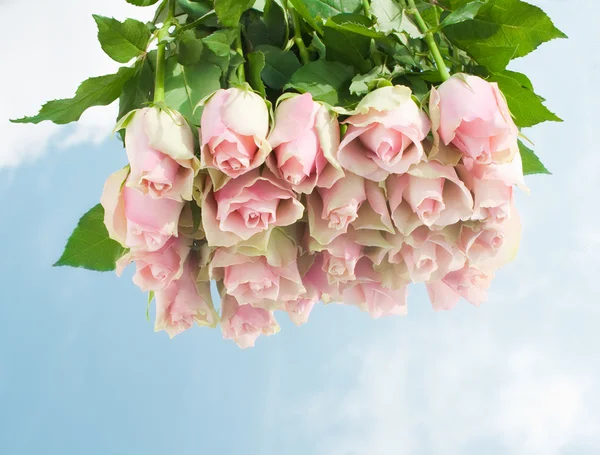 Růžové růže na zrcadlo. — Stock fotografie