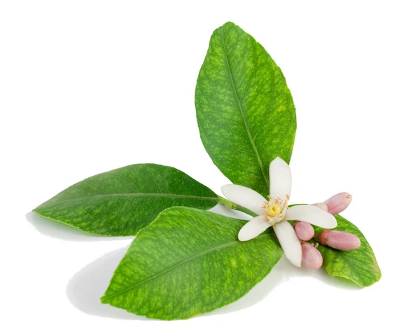 limon dal, çiçek, tomurcukları, yaprakları.