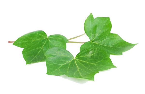 Grüne Blätter eines Efeus (hedera l.) — Stockfoto