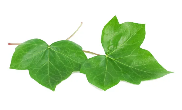 Grüne Blätter eines Efeus (hedera l.) — Stockfoto