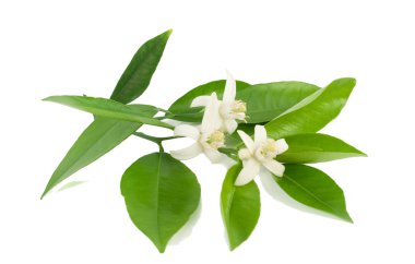 portakal ağacı çiçek şube