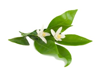 Turuncu çiçek şube