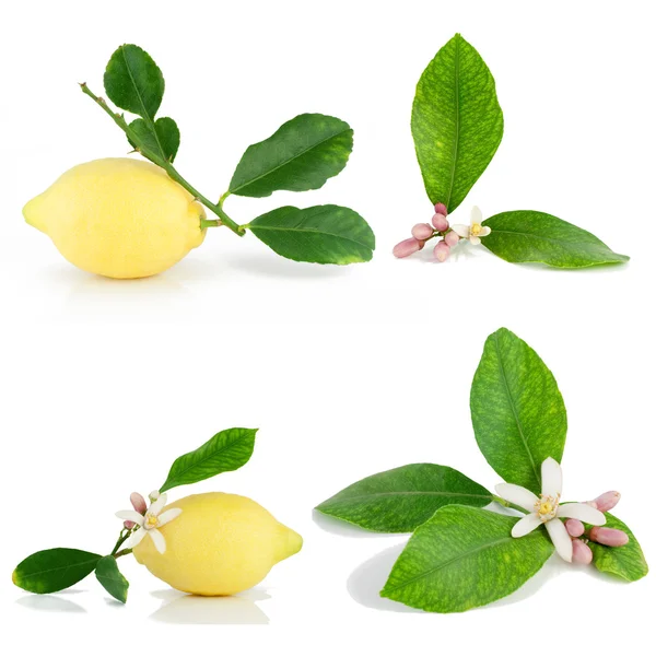 Uppsättning av citron gren och citron en blomma. — Stockfoto