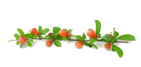 Branch of a garnet tree with buds. — Stock Photo, Image