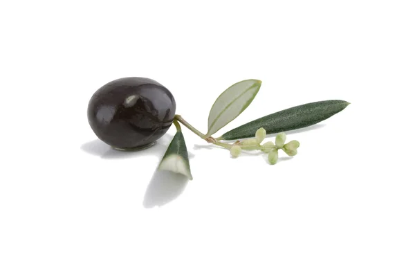 Olive on a blossoming branch with leaves — Stock Photo, Image