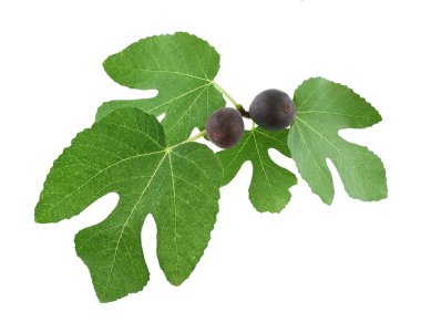 Olgun incir ağacı dalı