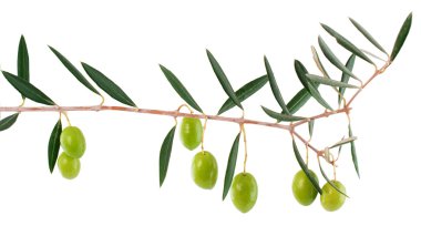 Olives on a branch with leaves