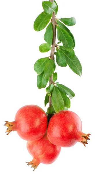 Ramo di un albero di granato con frutta e foglie — Foto Stock