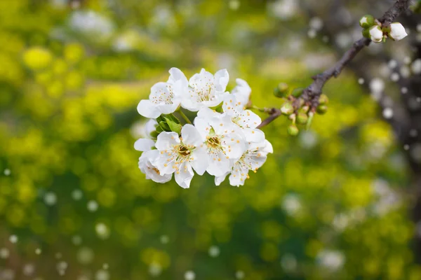 Branch of tree blossoming by white — Stok fotoğraf