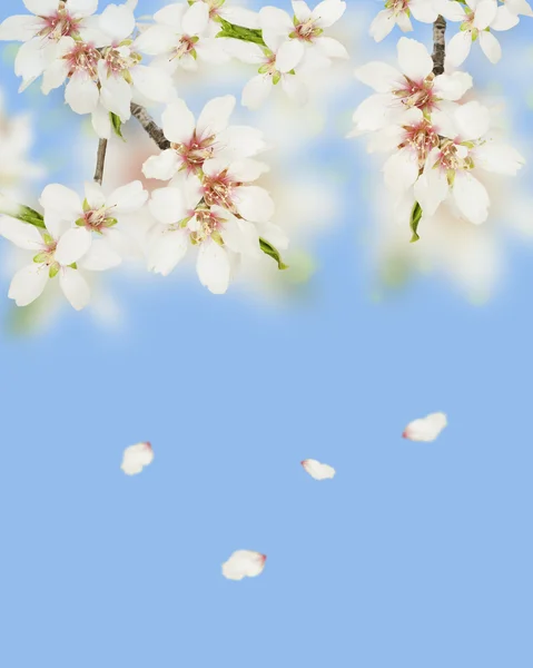 Almond blossom — Stock Photo, Image