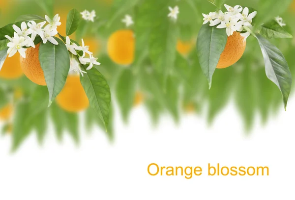 Fiore d'arancio — Foto Stock