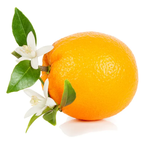 Naranja y flor — Foto de Stock