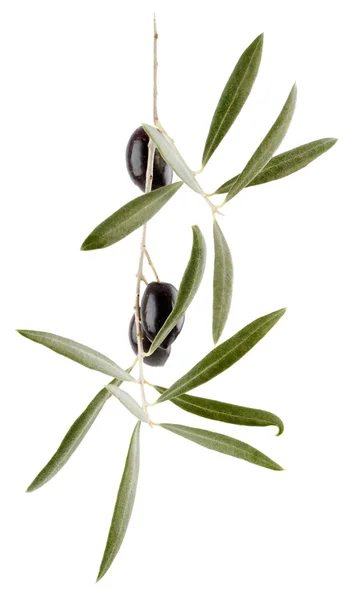 Olive — Foto Stock