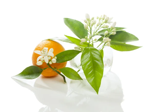 Naranja y flor — Foto de Stock