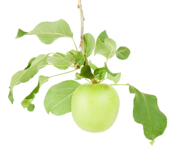 Äpple på en gren — Stockfoto