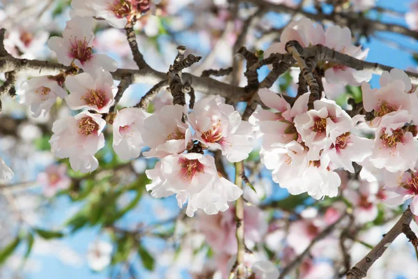 Blossom migdałów — Zdjęcie stockowe