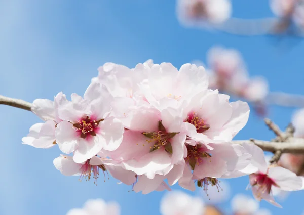 Flor de almendra rosa — Foto de Stock