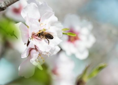 아몬드 꽃과 꿀벌