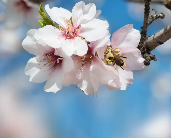 Flor de almendra y abeja — Foto de Stock