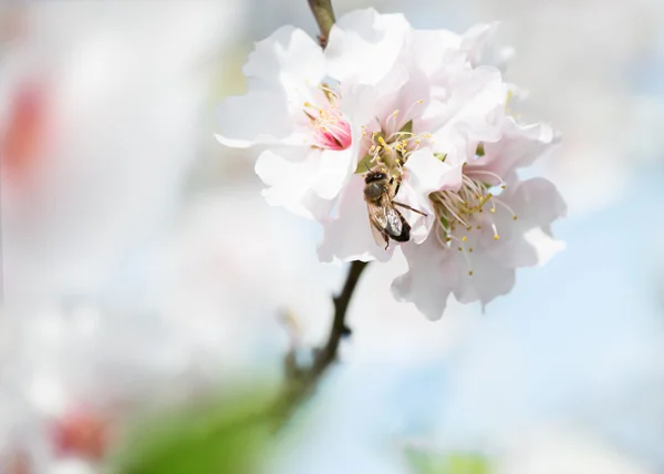 Flor de almendra y abeja — Foto de Stock