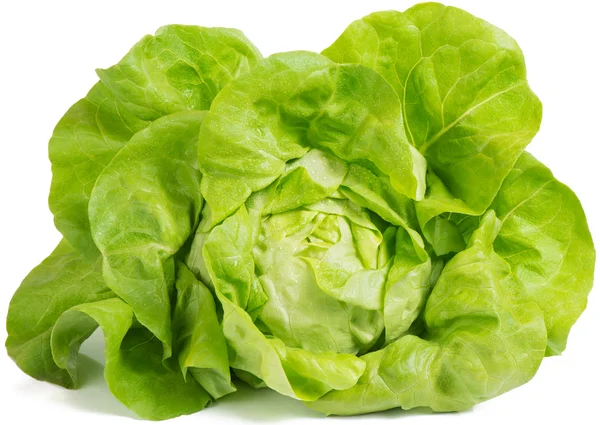Salat (lactuca sativa)) — Stockfoto