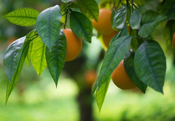 Orange w ogrodzie — Zdjęcie stockowe