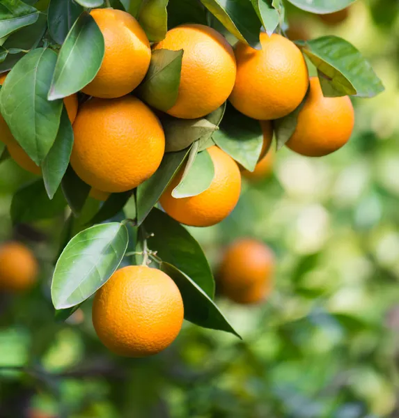 Апельсини, висячі — стокове фото
