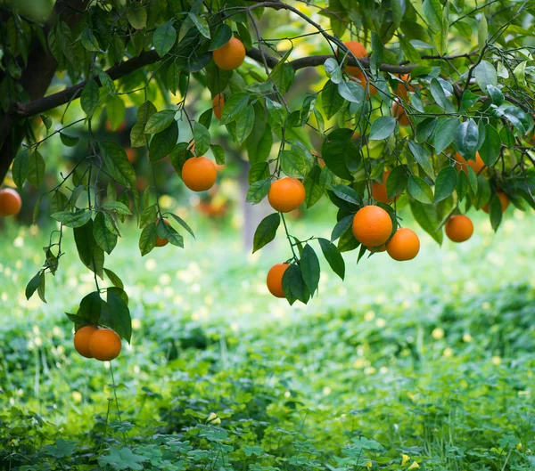 Laranja em um galho de árvore — Zdjęcie stockowe