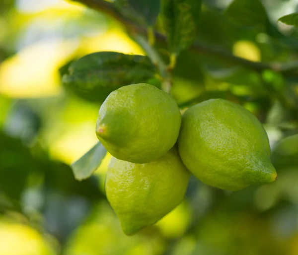 Lemon — Stock Photo, Image