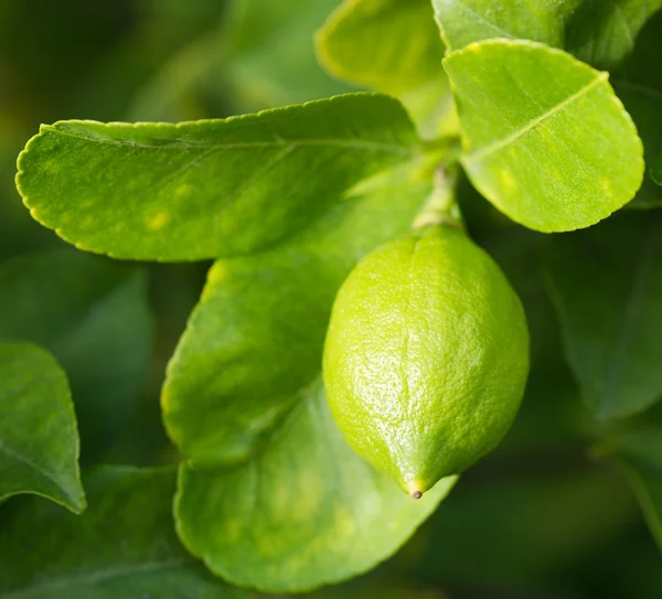 Groene citroen — Stockfoto