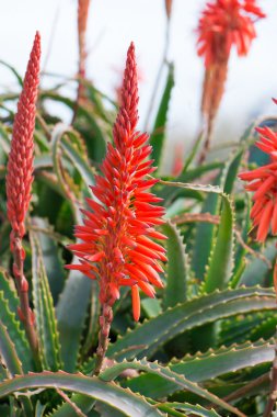 çiçekli aloe arborescens