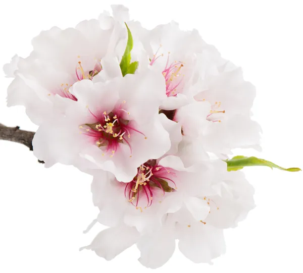 Blossom migdałów — Zdjęcie stockowe