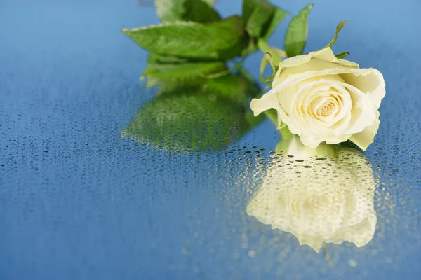 Rose on a mirror — Stock Photo, Image