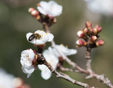 Blossom kayısı 