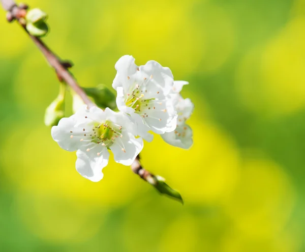Kwitnące gałązki drzewa śliwy — Zdjęcie stockowe