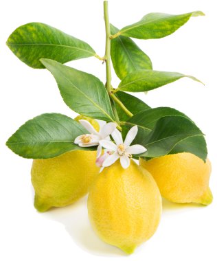 limon ve çiçeği