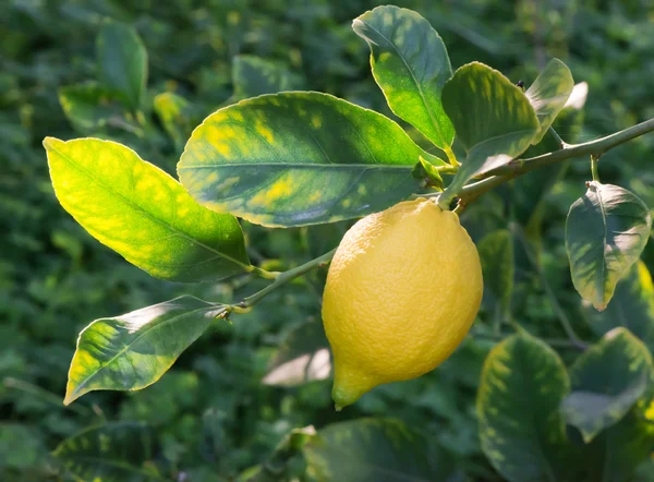 Lemon fruit — Stock Photo, Image