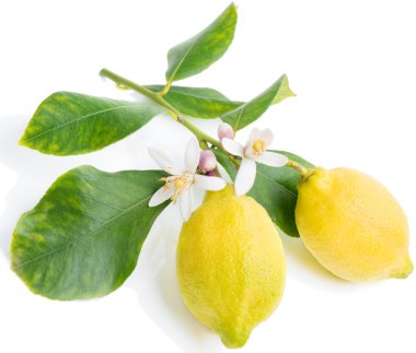 limon çiçekleri ve yaprakları