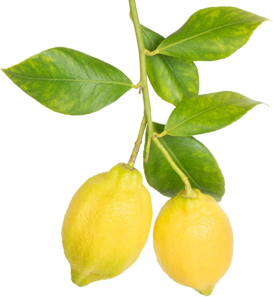 Limoni su un ramo — Foto Stock