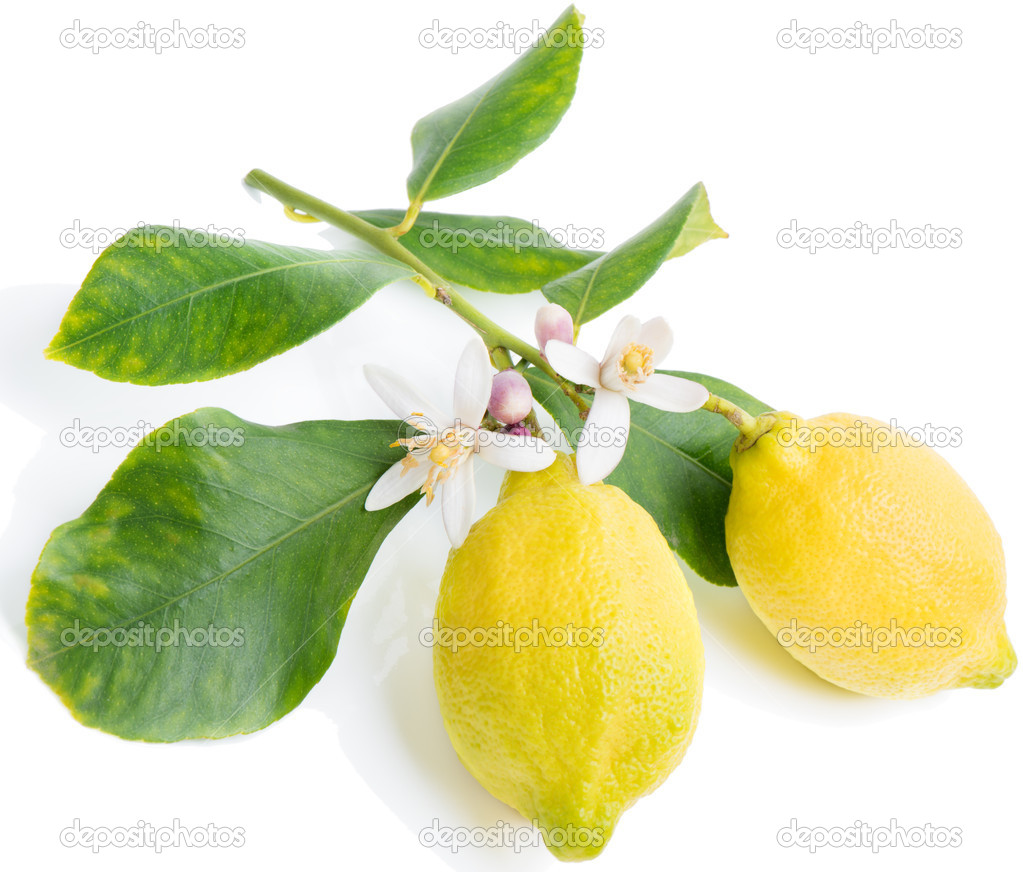 柠檬花，叶子——图库图片© Denira #42054379, image size:1023x872