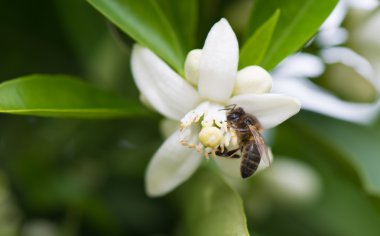 portakal ağacı çiçek bal arısı