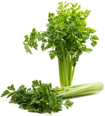 kereviz ( Apium L. )