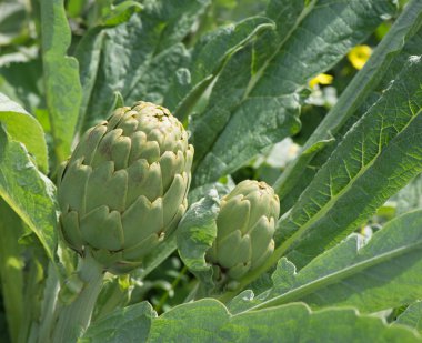  enginar (cynara cardunculus l ekilen.)