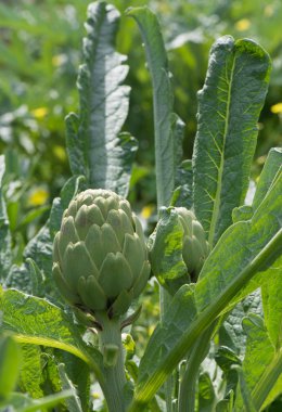 enginar (cynara cardunculus) doğada. 