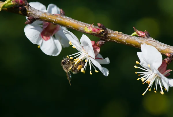 Abeja de miel en una flor blanca —  Fotos de Stock